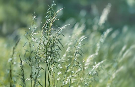 Nature background. Sofy focus image of wild grass on blurred nature background