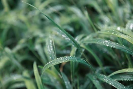 Nature background. Water drops on the green grass. Wet Green Grass with water drops. Soft focus image with shallow DOF.