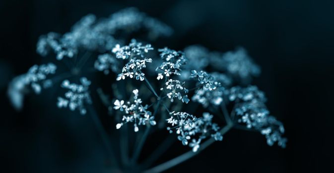 Nature background. Sofy focus image of wild grass on blurred nature background