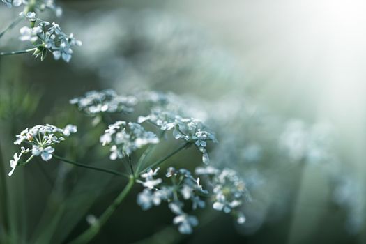 Nature background. Sofy focus image of wild grass on blurred nature background