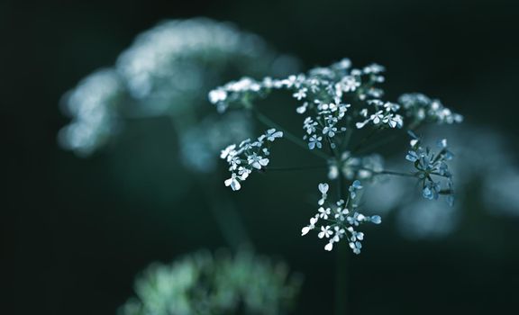 Nature background. Sofy focus image of wild grass on blurred nature background