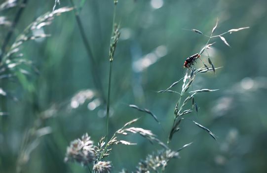 Nature background. Sofy focus image of wild grass on blurred nature background