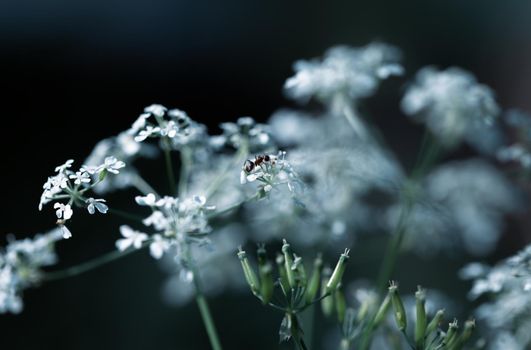 Nature background. Sofy focus image of wild grass on blurred nature background