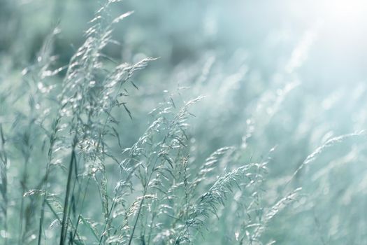 Nature background. Sofy focus image of wild grass on blurred nature background