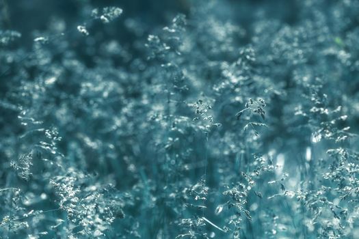 Nature background. Sofy focus image of wild grass on blurred nature background