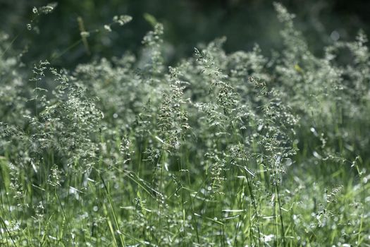 Nature background. Sofy focus image of wild grass on blurred nature background