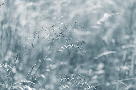 Nature background. Sofy focus image of wild grass on blurred nature background