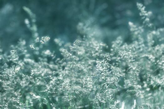 Nature background. Sofy focus image of wild grass on blurred nature background