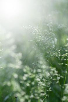 Nature background. Sofy focus image of wild grass on blurred nature background