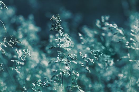 Nature background. Sofy focus image of wild grass on blurred nature background