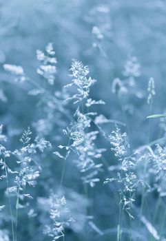 Nature background. Sofy focus image of wild grass on blurred nature background