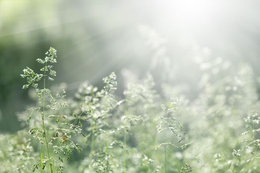 Nature background. Sofy focus image of wild grass on blurred nature background