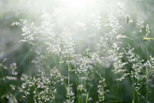 Nature background. Sofy focus image of wild grass on blurred nature background