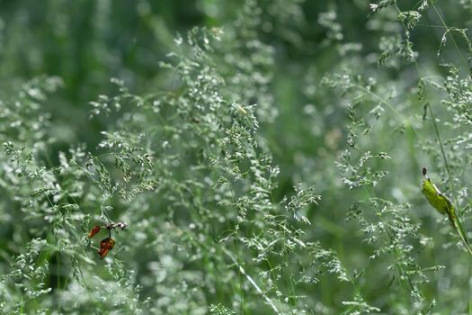 Nature background. Sofy focus image of wild grass on blurred nature background