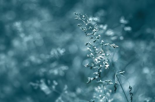 Nature background. Sofy focus image of wild grass on blurred nature background