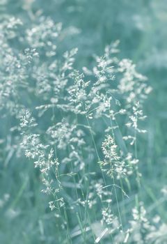 Nature background. Sofy focus image of wild grass on blurred nature background