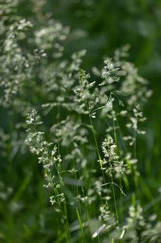 Nature background. Sofy focus image of wild grass on blurred nature background