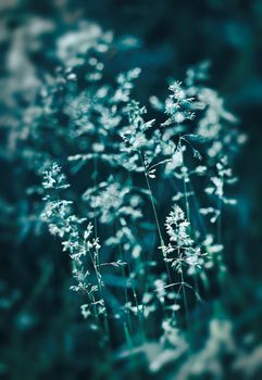 Nature background. Sofy focus image of wild grass on blurred nature background