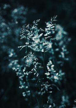 Nature background. Sofy focus image of wild grass on blurred nature background