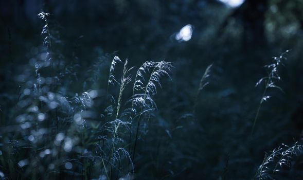 Nature background. Sofy focus image of wild grass on blurred nature background
