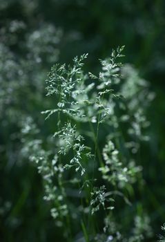 Nature background. Sofy focus image of wild grass on blurred nature background