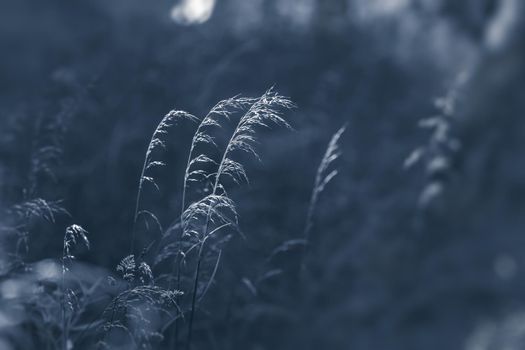 Nature background. Sofy focus image of wild grass on blurred nature background