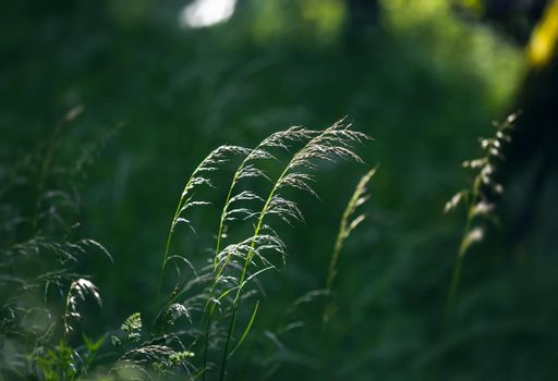 Nature background. Sofy focus image of wild grass on blurred nature background