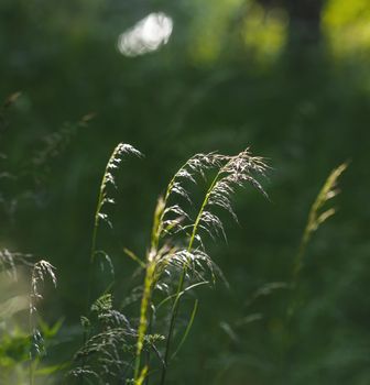 Nature background. Sofy focus image of wild grass on blurred nature background