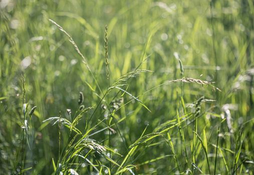 Nature background. Sofy focus image of wild grass on blurred nature background