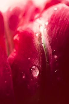Morning dew drops on a beautiful flower in spring, floral beauty closeup