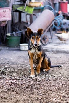 The dog on the chain looks directly at the camera. Security of a private house in Ukraine or in Russia.