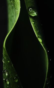 Green leaf with water drops as environmental background, nature closeup