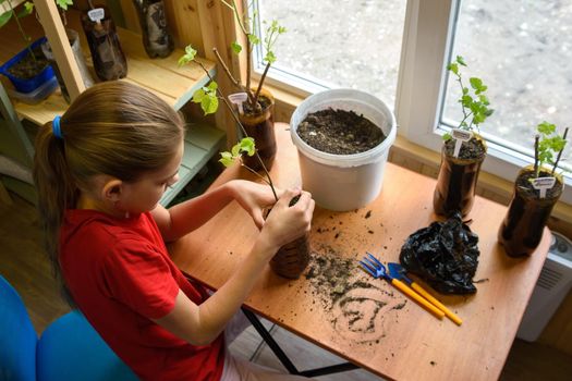 Top view of a girl sitting at a table and replanting garden plants