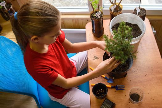 A girl transplants a spruce seedling at a table by the window, top view