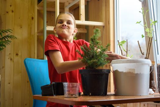 A girl transplants a spruce seedling and looks funny into the frame