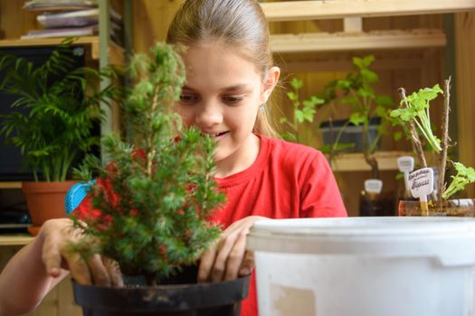 A girl is planting a spruce seedling in a pot, in the background are seedlings of garden plants