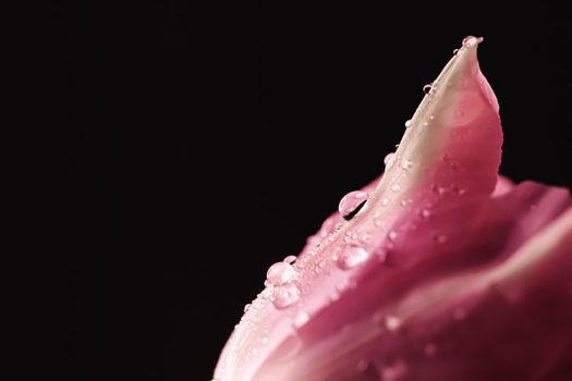 Beautiful pink flower with dew drops, floral beauty closeup