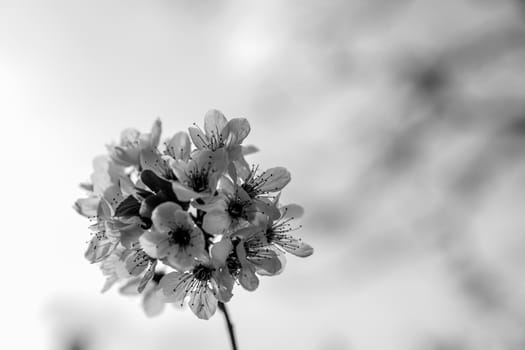 Black and white cherry branch with a peculiar attraction