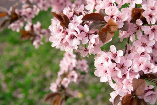 Cherry blossoms on a green grass background