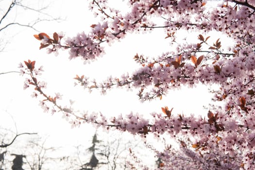 Many cherry blossom branches on a sky blue background