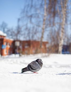 Beautiful pigeons sit in the snow in the city park in winter. High quality photo