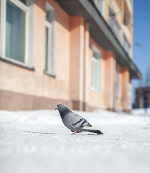 Beautiful pigeons sit in the snow in the city park in winter. High quality photo