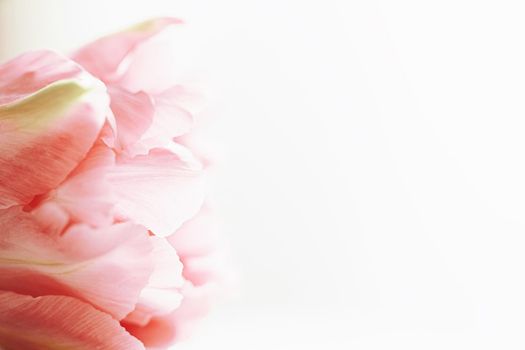 Beautiful pink tulip flower in bright morning sunlight, floral beauty closeup