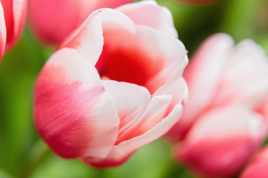 Red and white bud of a blooming tulip. Macro photography inside. Change of focus, close-up.