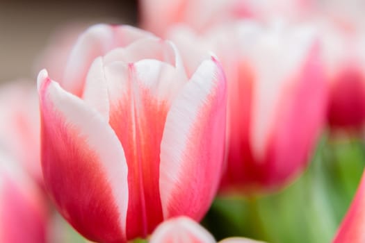Red and white bud of a blooming tulip. Macro photography inside. Change of focus, close-up.