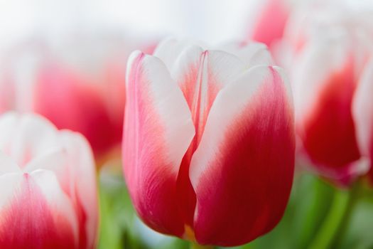 Red and white bud of a blooming tulip. Macro photography inside. Change of focus, close-up.