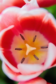 Red and white bud of a blooming tulip. Macro photography inside. Change of focus, close-up.