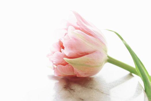 Beautiful pink tulip flower in bright morning sunlight, floral beauty closeup