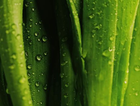 Green leaves with water drops as environmental background, nature closeup