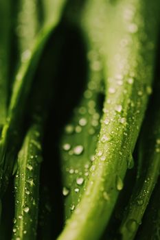 Green leaves with water drops as environmental background, nature closeup